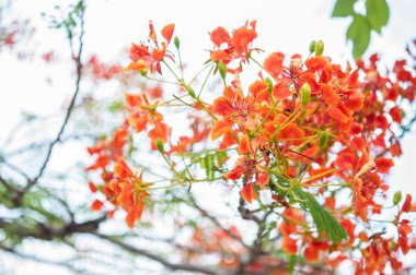 Royal Poinciana