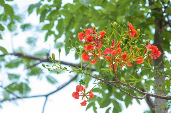 Poinciana Real — Fotografia de Stock