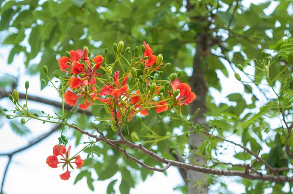 Royal Poinciana — Zdjęcie stockowe