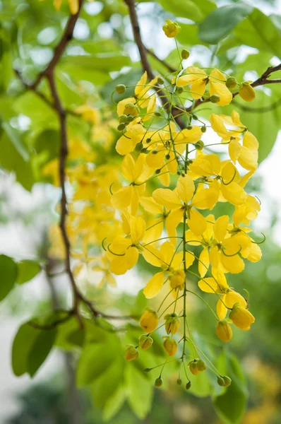 Złoty deszcz drzewo — Zdjęcie stockowe