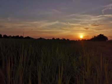 Çeltik tarlasında gün doğumu. Doğa görünümü