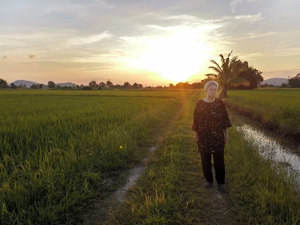 黄昏时分 亚洲老年老年妇女在稻田里散步 老年人休闲生活方式 — 图库照片