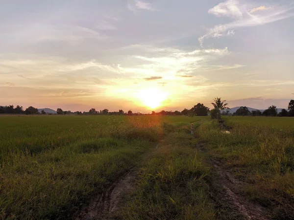 Собака Ходить Рисовому Полі Заході Сонця Вид Природу — стокове фото