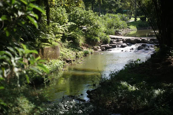 Green Plant Leaves Water Stream Creek Park — Zdjęcie stockowe