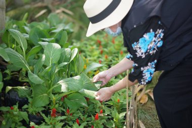 old woman checking vegetable plant quality. farmer harvest produce in farm