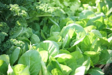 chinese cabbage plant growing in vegetable garden