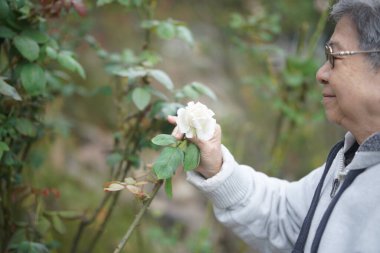 old senior woman relaxing in rose flower garden