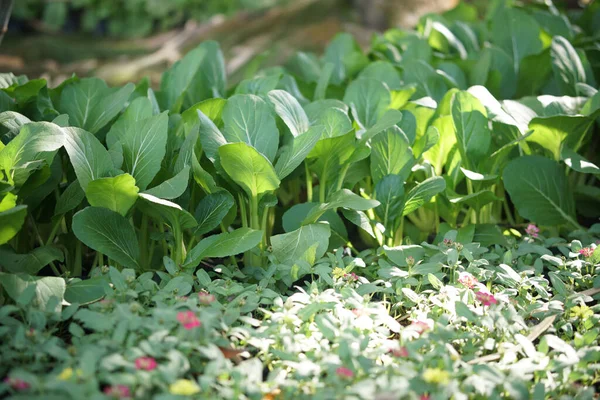 Chinese Mustard Cabbage Plant Growing Vegetable Garden — Φωτογραφία Αρχείου