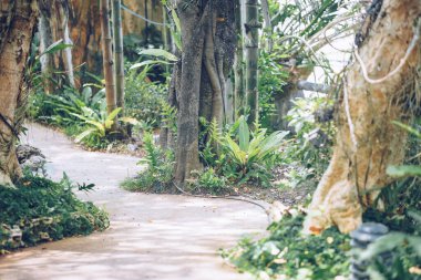 Botanik bahçesinde yeşil yapraklar.