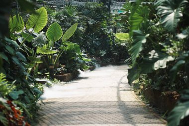 Botanik bahçesinde yeşil yapraklar.