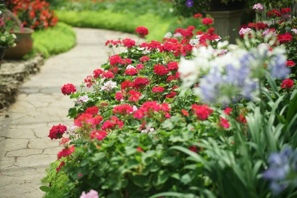 Kvetoucí Růžové Muškát Květina Rostlina Botanické Zahradě Park — Stock fotografie