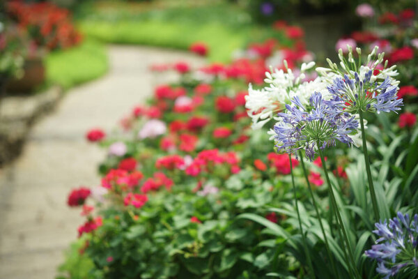 blue African Lily flower decorating in garden