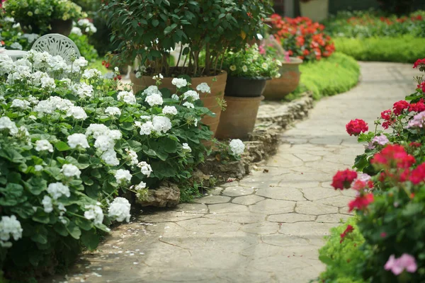 Kwitnący Biały Geranium Kwiat Roślin Parku Botanicznym Ogród — Zdjęcie stockowe