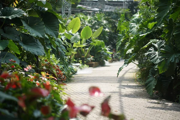 Hojas Plantas Verdes Decorando Jardín Botánica Parque Imagen De Stock
