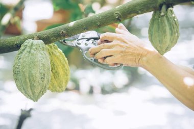 Çiftçi ağaçtan kakao fasulyesi kakaosu toplamak için budama makası kullanıyor.