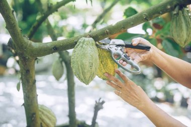 Çiftçi ağaçtan kakao fasulyesi kakaosu toplamak için budama makası kullanıyor.