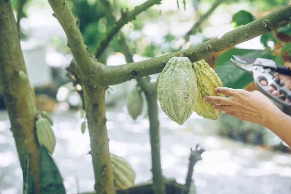 Farmer Use Pruning Shear Harvest Cacao Bean Fruit Cocoa Pod — Stock Photo, Image