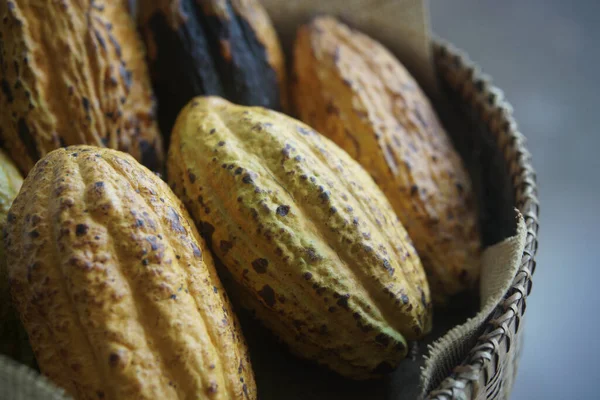 Kakao Ovoce Kakao Pod Ratanovém Koši Sklizeň Farmy — Stock fotografie