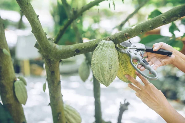 farmer use pruning shear to harvest cacao bean fruit cocoa pod from tree