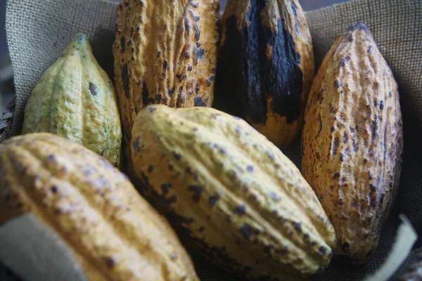 Kakao Ovoce Kakao Pod Ratanovém Koši Sklizeň Farmy — Stock fotografie