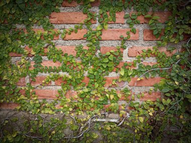 Tuğla duvar zemininde Meksika papatyası