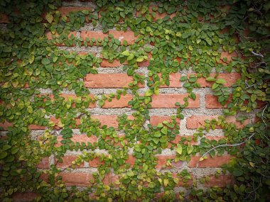 Tuğla duvar zemininde Meksika papatyası