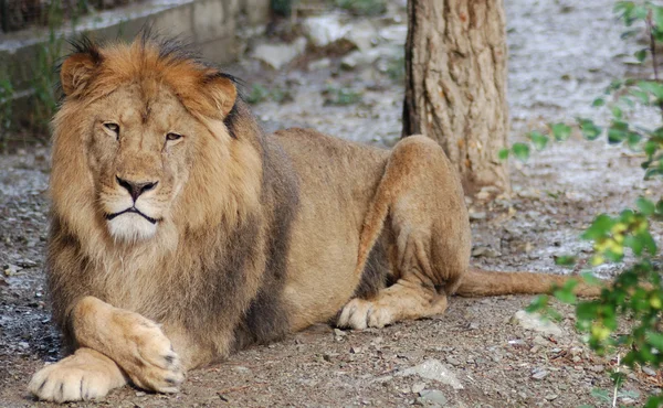 León. — Foto de Stock