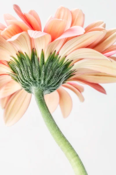 Όμορφο λουλούδι της άνοιξης — Φωτογραφία Αρχείου
