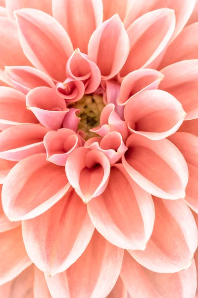 Zbliżenie kwiatu — Zdjęcie stockowe