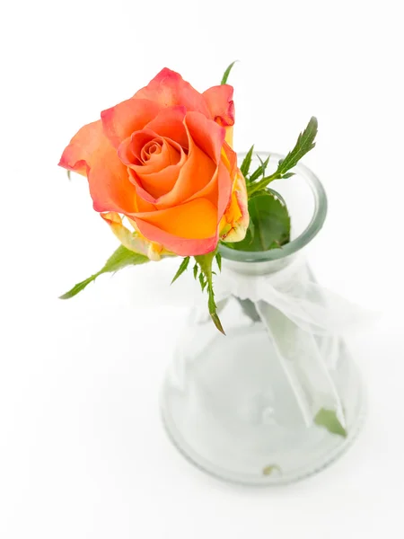 Delicata rosa in vaso isolato su fondo bianco — Foto Stock