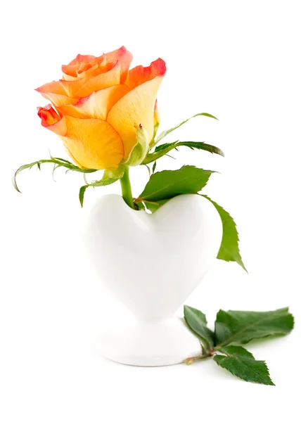 Delicate rose in a vase isolated on a white background — Stock Photo, Image