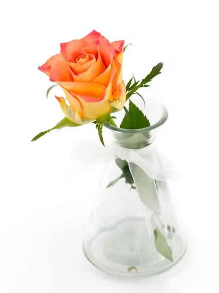 Delicate rose in a vase isolated on a white background — Stock Photo, Image