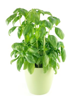 Beyaz arkaplanda tatlı fesleğen yaprakları