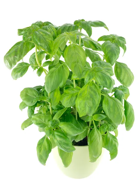 Sweet basil leaves isolated on white background — Stock Photo, Image