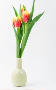 Beyaz arkaplanda laleler