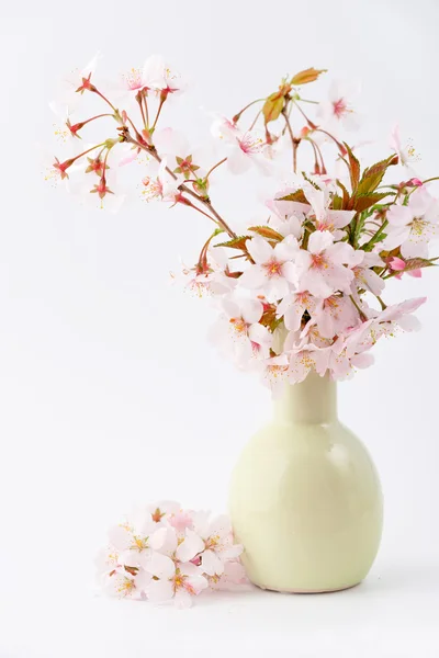 Spring blossoms in a vase — Stock Photo, Image