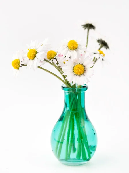 白い背景の上の花瓶にヒナギク — ストック写真