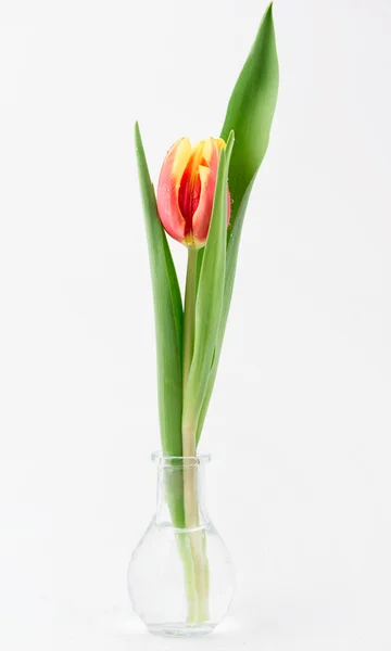 Тюльпан на вазе на белом фоне — стоковое фото