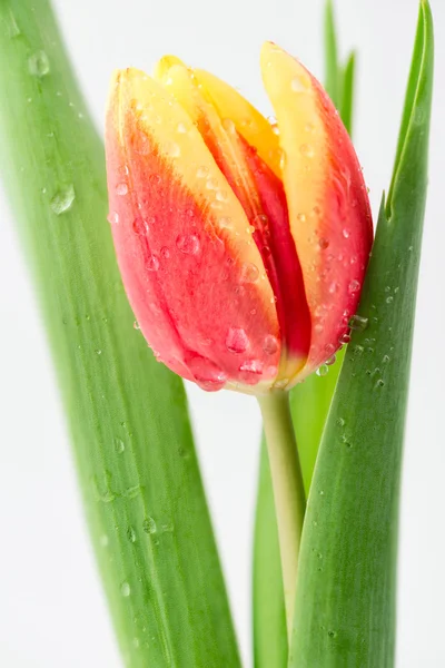 Тюльпан на белом фоне — стоковое фото