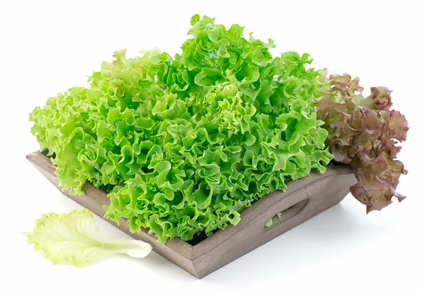 Grüner und roter Salat isoliert auf weißem Hintergrund — Stockfoto