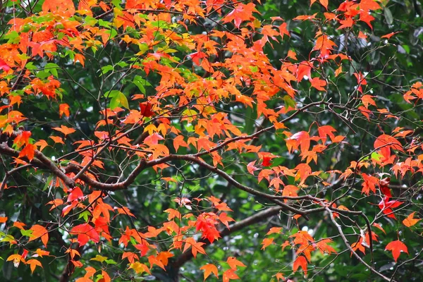 Rojo Arce Hojas Patrón Abstracto Naturaleza Fondo — Foto de Stock