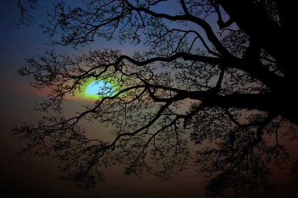 Silhouette Tree Branch Pattern Sun Set Sun Rise Dramatic Sky — Stockfoto