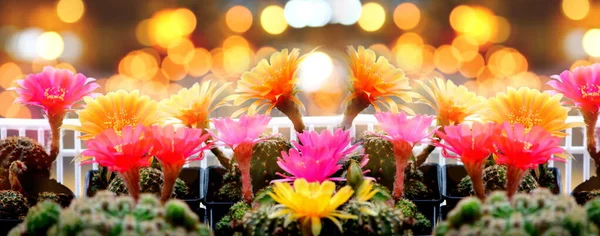 Multicolorl Cacto Flor Deserto Com Fundo Desfocado Bokeh Colorido — Fotografia de Stock
