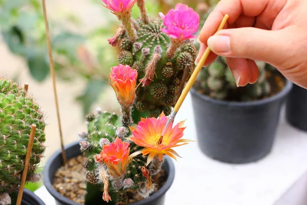 Criadores Cactus Utilizan Cepillos Polinización Para Lograr Esta Hermosa Inusual —  Fotos de Stock