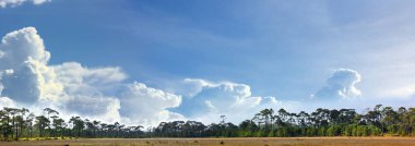 panorama bitkisi mavi gökyüzü beyaz bulut arkaplan