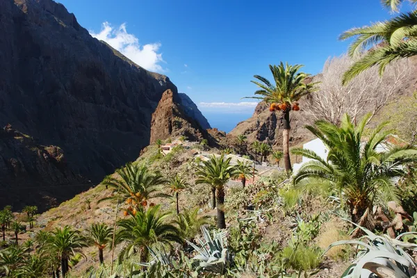 Masca, Tenerife —  Fotos de Stock