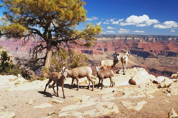 Bighorns w grand canyon — Zdjęcie stockowe