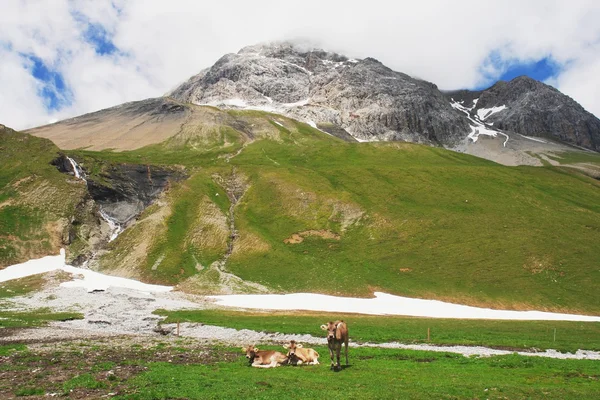 Kühe in den Schweizer Alpen — Stockfoto