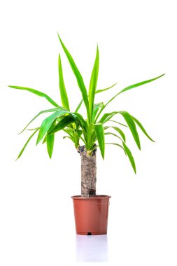 Yucca. Evin iç kısımları için süs yeşili bir bitki, tencerede yetişiyor, beyaz arka planda izole edilmiş. Yakın plan..