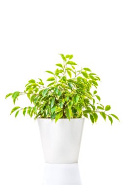 Ficus Benjamin. Evin iç kısımları için süs yeşili bir bitki, tencerede yetişiyor, beyaz arka planda izole edilmiş. Yakın plan..